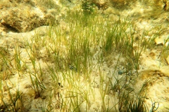 Zostera tasmanica