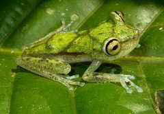 Boana nympha