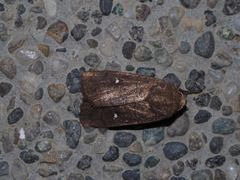 Athetis brunneolineosa