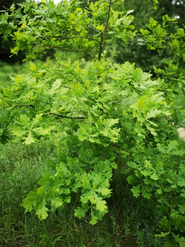 Paprastasis ąžuolas