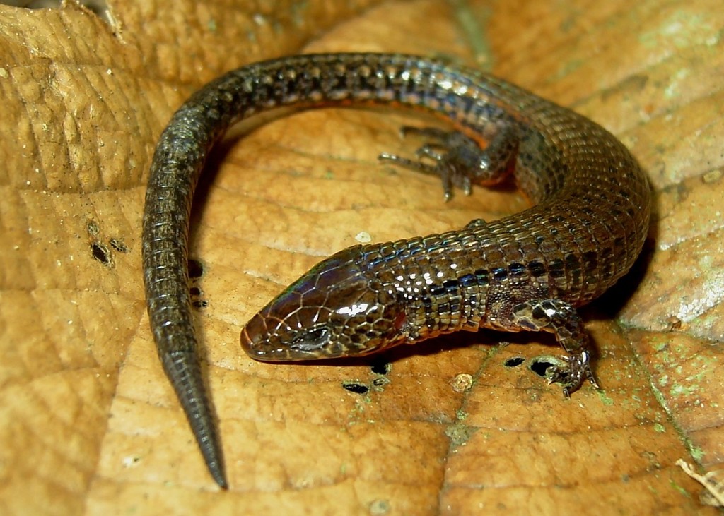 Boulenger's Largescale Lizard