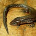 Boulenger's Largescale Lizard - Photo (c) Mario Humberto Yánez-Muñoz, some rights reserved (CC BY-NC), uploaded by Mario Humberto Yánez-Muñoz