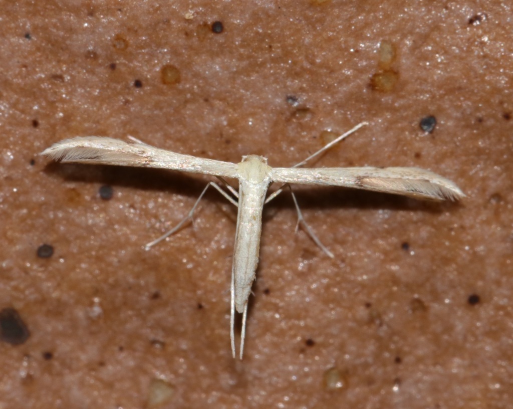 Hemp-agrimony Plume Moth