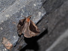 Hypena perspicua