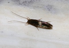 Wegneria cerodelta
