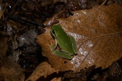 Hyla meridionalis