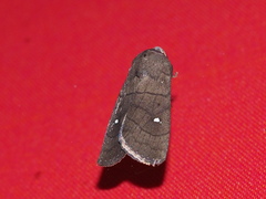 Athetis brunneolineosa