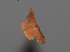 Fascellina chromataria