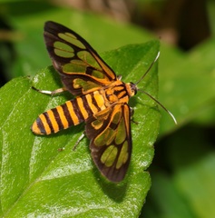 Amata grotei