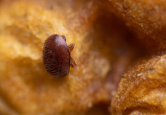Varroa destructor