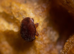 Varroa destructor