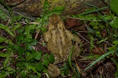 Bufo bufo