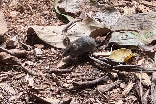 House Mouse