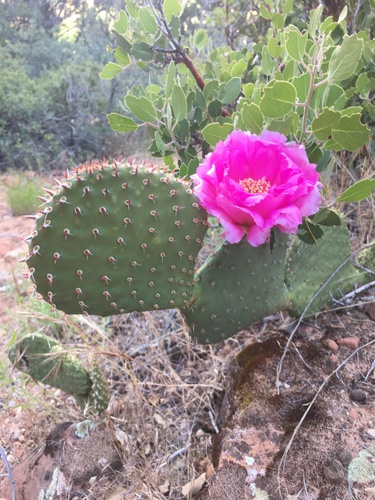 Golden Pricklypear