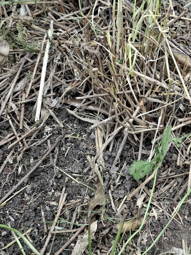 Common Slowworm
