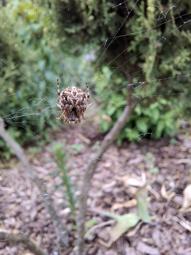 Gorse Orbweaver