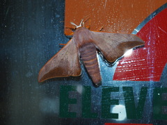 Comparmustilia gerontica