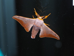 Comparmustilia gerontica