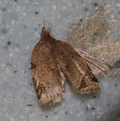 Neocalyptis affinisana