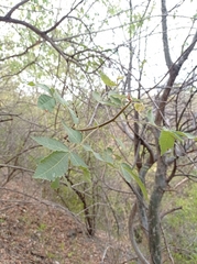 Bursera graveolens, photograph (c) Lucero Luna Montilla, some rights reserved (CC BY)