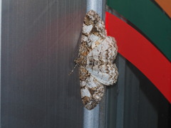 Alcis admissaria