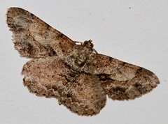 Psilalcis galsworthyi