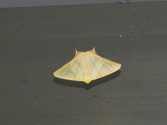 Ourapteryx sciticaudaria