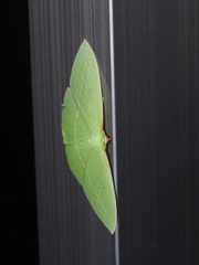 Tanaoctenia haliaria