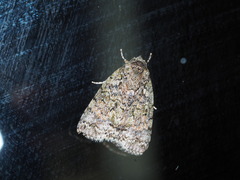 Blenina