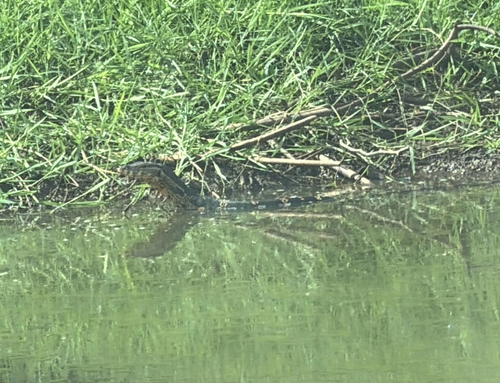 Common Water Monitor