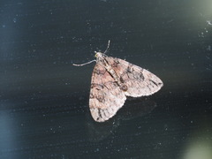 Heterothera sororcula