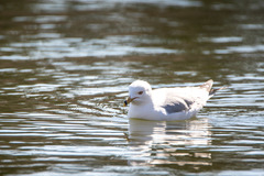 Larus delawarensis