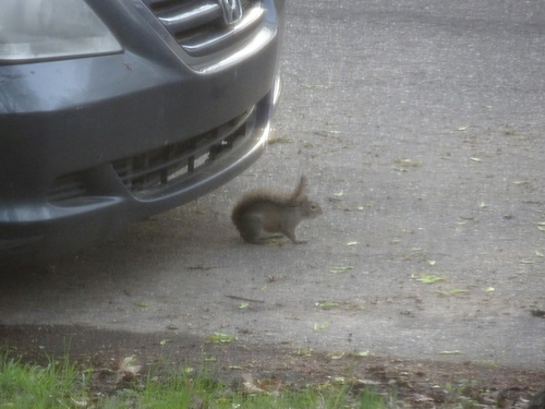 Eastern Gray Squirrel photographed in Kansas