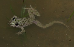 Pelodytes punctatus