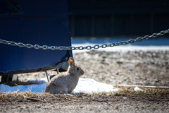 Sylvilagus nuttallii