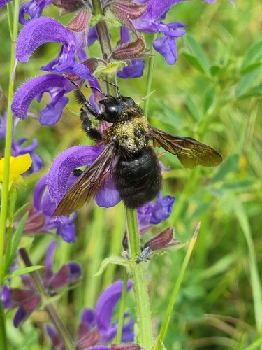 Violet Carpenter Bee