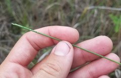 Paspalum monostachyum