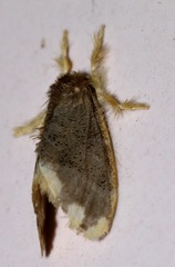 Orvasca subnotata