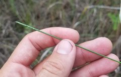 Paspalum monostachyum