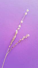 Digitaria brownii