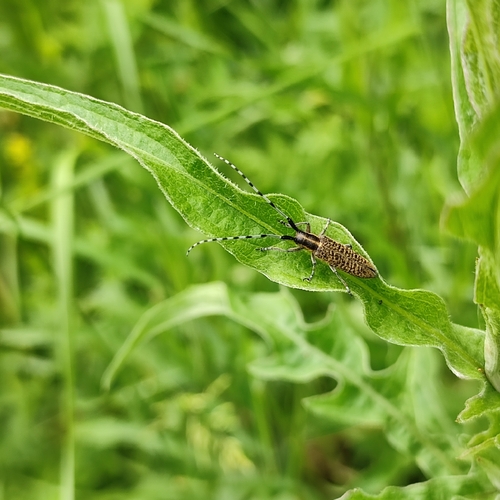 Golden-bloomed Longhorn Beetle