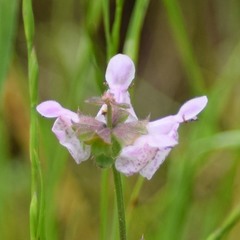 Ajugoides (Ajugoides)