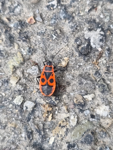 European Firebug