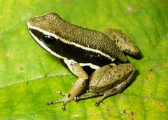 Brilliant-Thighed Poison Frog photo 2