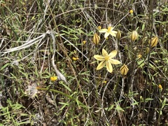 Triteleia ixioides scabra