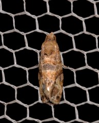 Lobesia transtrifera