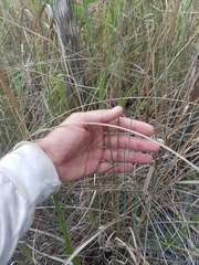 Paspalum monostachyum