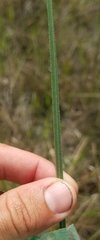 Cladium mariscus jamaicense