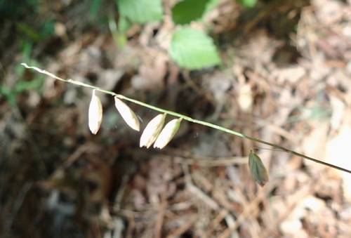 Melica mutica observed 2026-06-03