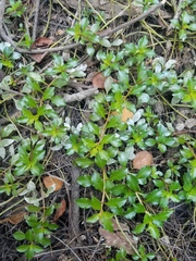 Ludwigia repens